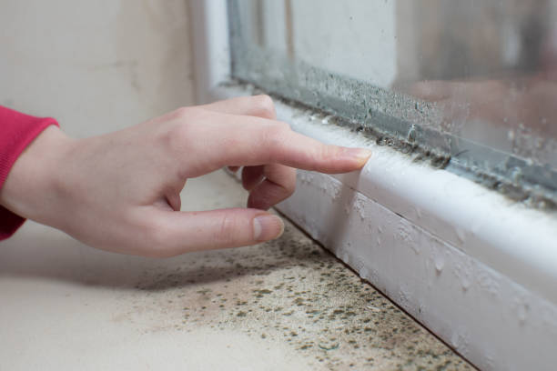 Best Post-Remediation Verification Testing  in Ansonia, CT